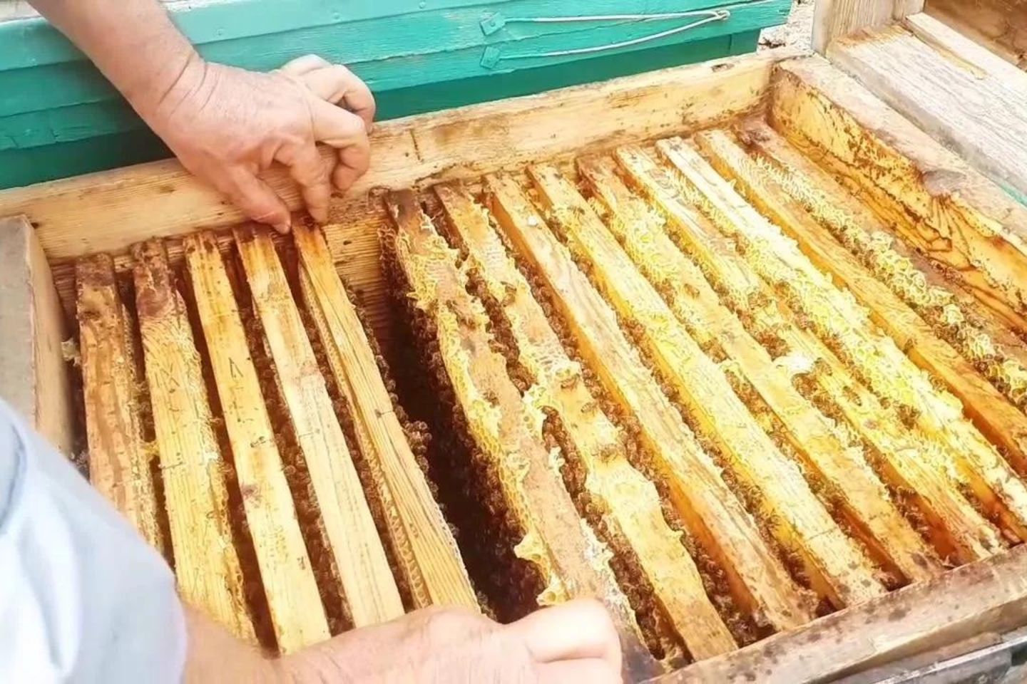 Новости Казахстана / Попытку незаконного транзита меда через Жамбылскую область пресекли