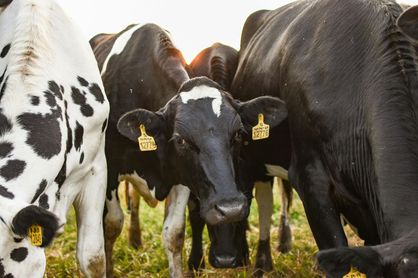 Усть-Каменогорск и ВКО / Животноводы ВКО не выполняют условия по субсидированию поголовья скота Усть-Каменогорск и ВКО / Животноводы ВКО не выполняют условия по субсидированию поголовья скота