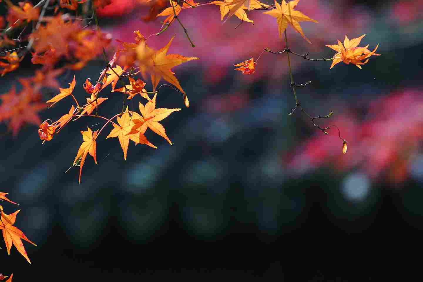 Новости Казахстана / Какая погода ожидает казахстанцев в ближайшие дни