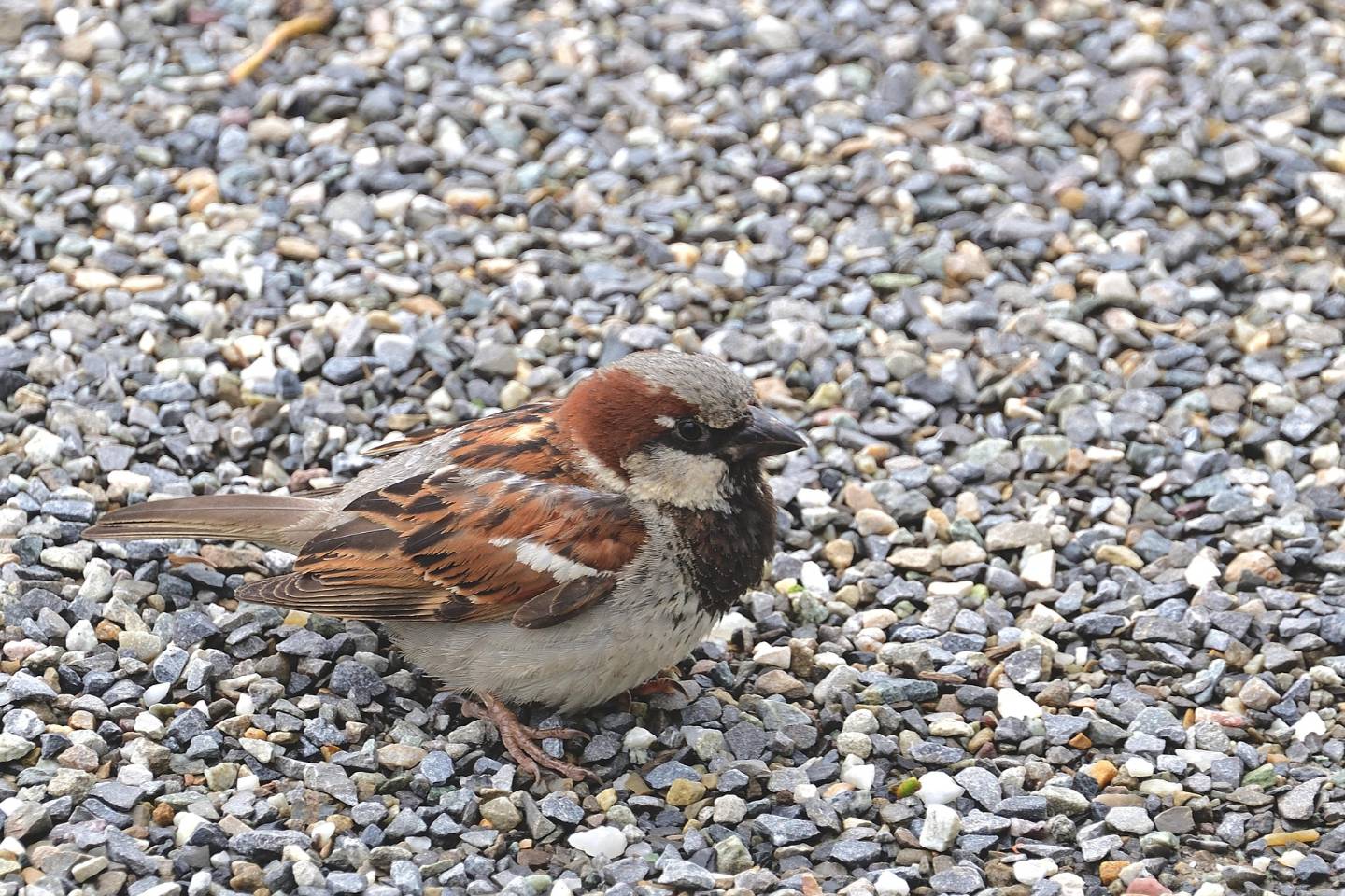 Новости Казахстана / Общество в Казахстане / Асфальтированных дорог между селами больше не будет – Минтранспорта РК Новости Казахстана / Общество в Казахстане / Асфальтированных дорог между селами больше не будет – Минтранспорта РК