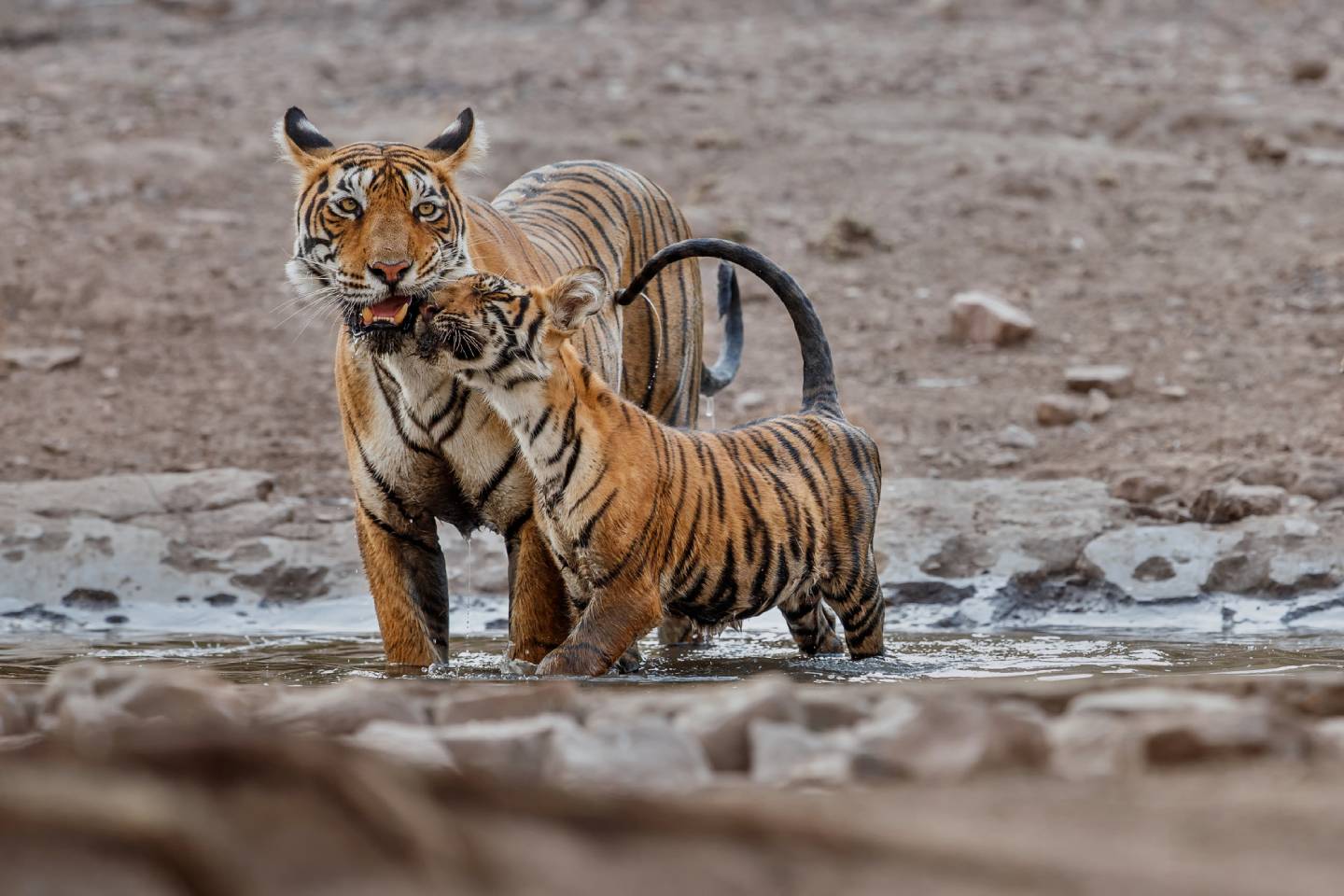 Новости мира / Интересные новости / В Карагандинском зоопарке на свет появились тигрята