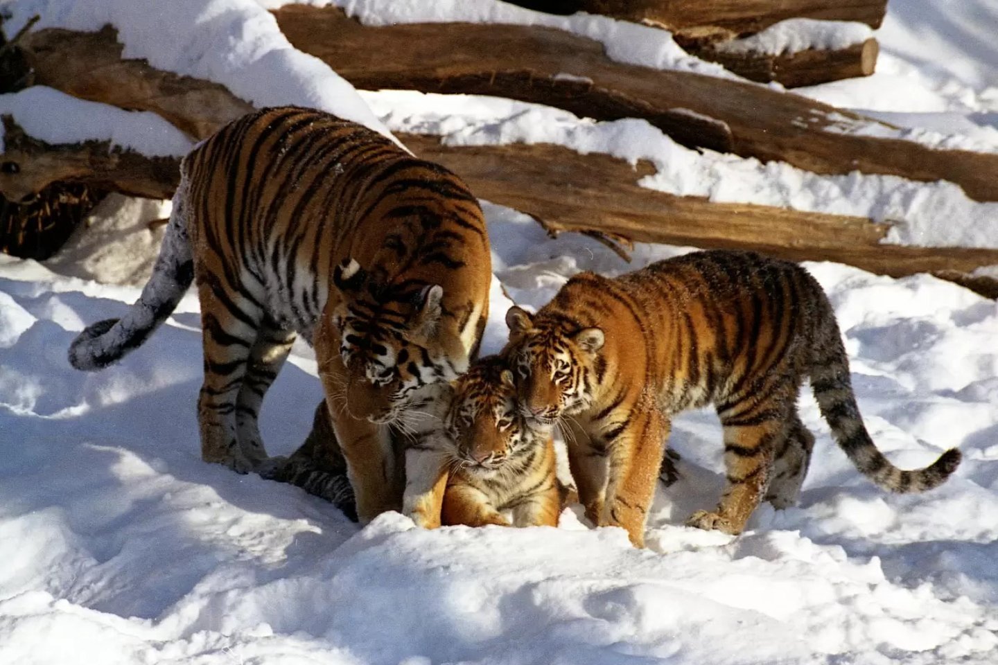 Новости Казахстана / Общество в Казахстане / Россия предоставит Казахстану тигров