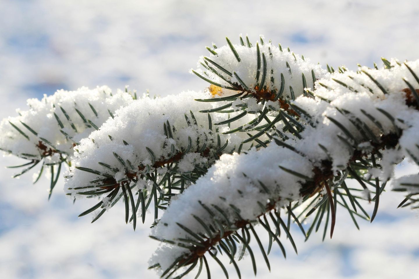 Усть-Каменогорск и ВКО / Усть-Каменогорск / Половину ели спилили в Усть-Каменогорске у школы-лицея №11