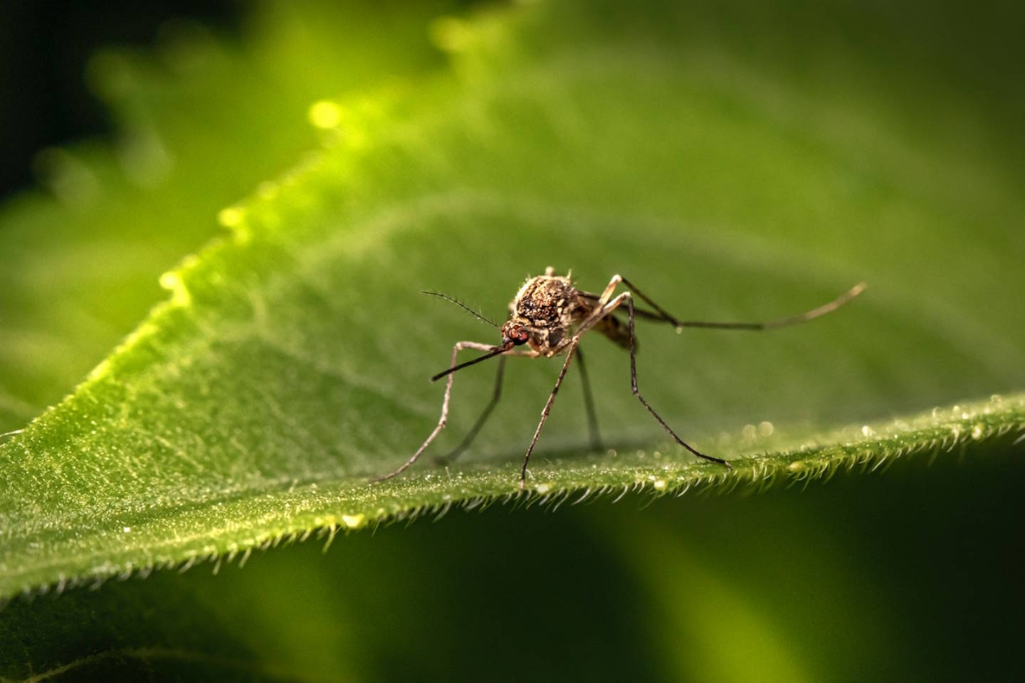 Новости мира / Интересные новости / Из-за потепления в Великобритании могут появиться опасные комары