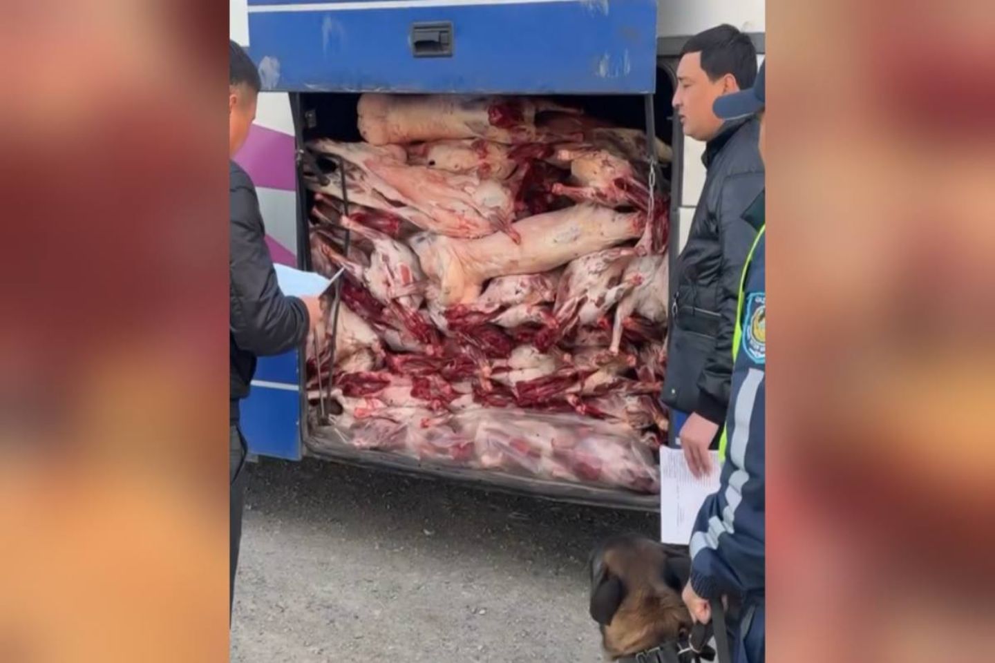 Новости Казахстана / Пассажирский автобус, забитый мясом, остановили полицейские в Жетысу Новости Казахстана / Пассажирский автобус, забитый мясом, остановили полицейские в Жетысу