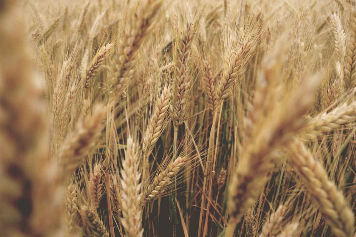 Новости мира / Интересные новости / Новый способ повышения засухоустойчивости пшеницы апробировали ученые