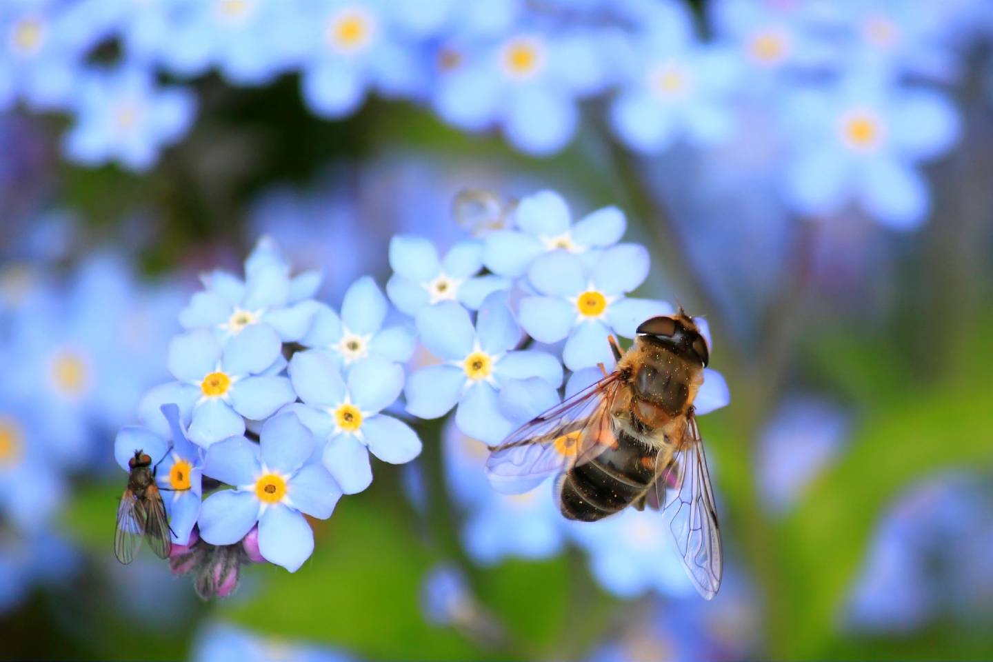 Новости мира / Интересные новости / Минсельхоз США одобрил вакцинирование пчел