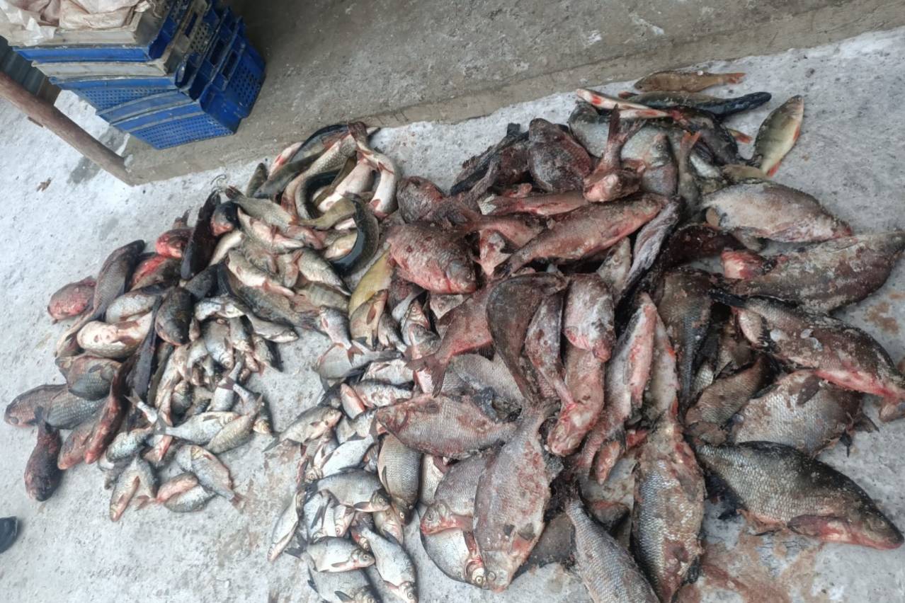 Происшествия в Казахстане и мире / Рыболова-браконьера задержали в ВКО