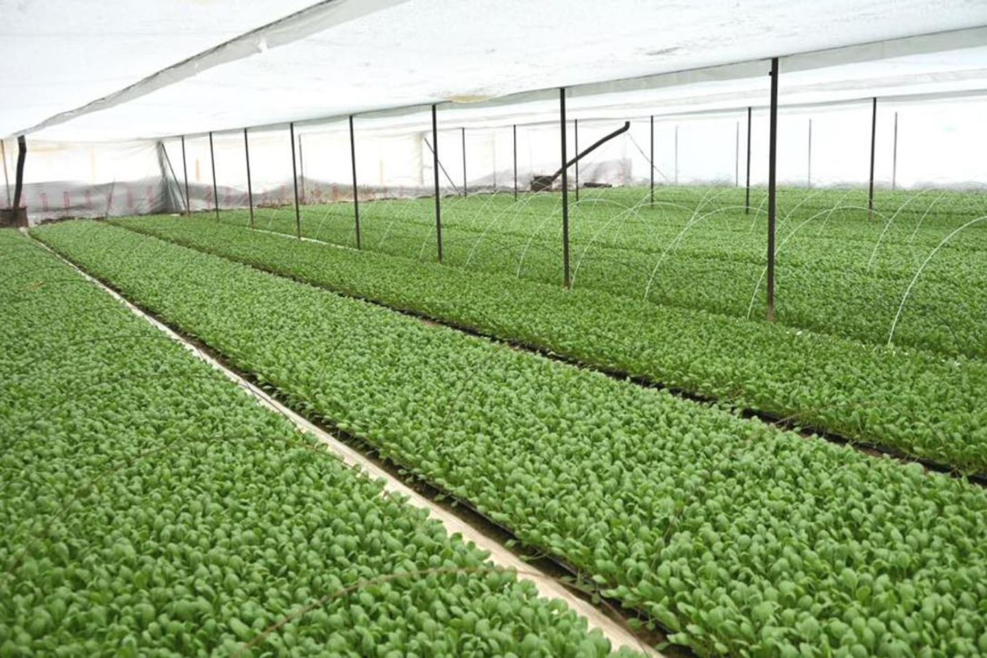 Новости Казахстана / В Туркестанской области расширяют теплицы и производство рассады