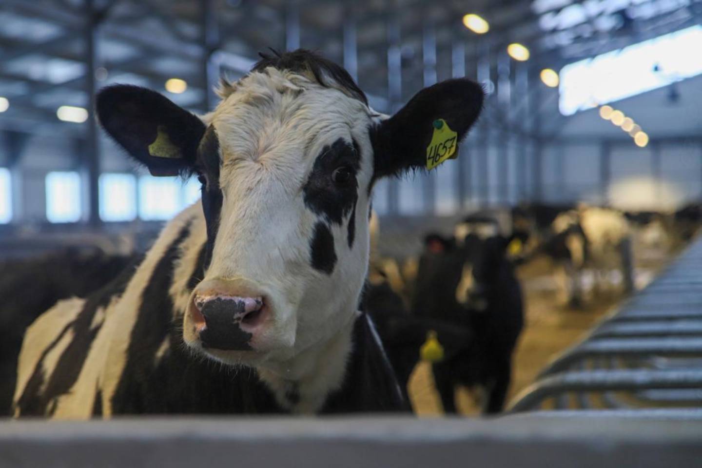 Усть-Каменогорск и ВКО / Новую молочно-товарную ферму открыли в ВКО