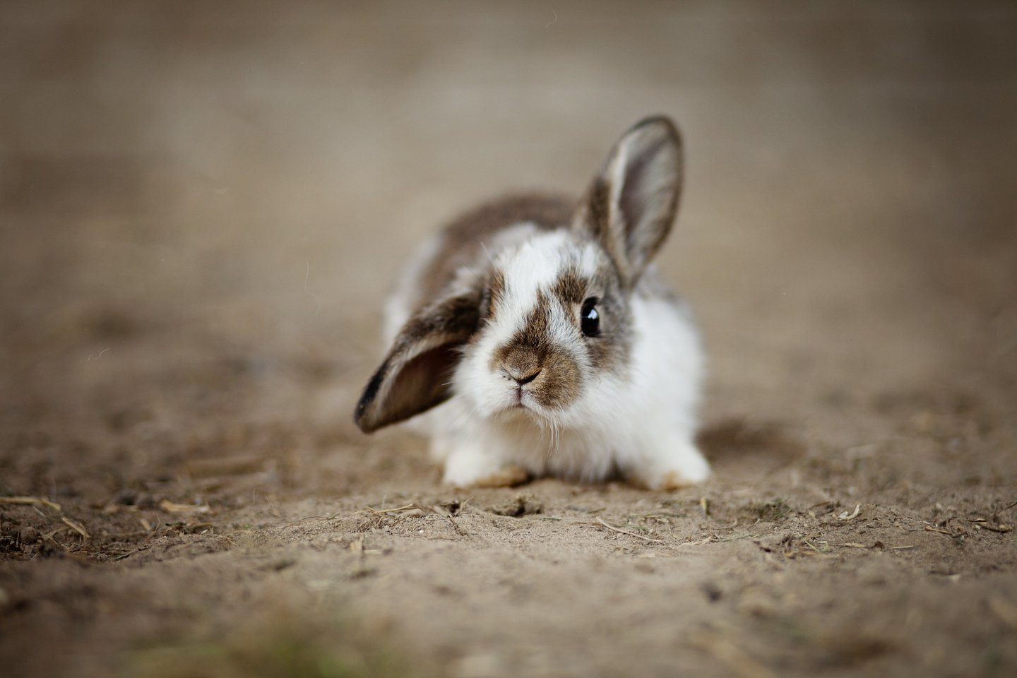 Новости мира / Интересные новости / Зоозащитники просят казахстанцев не покупать кроликов в подарок на Новый год