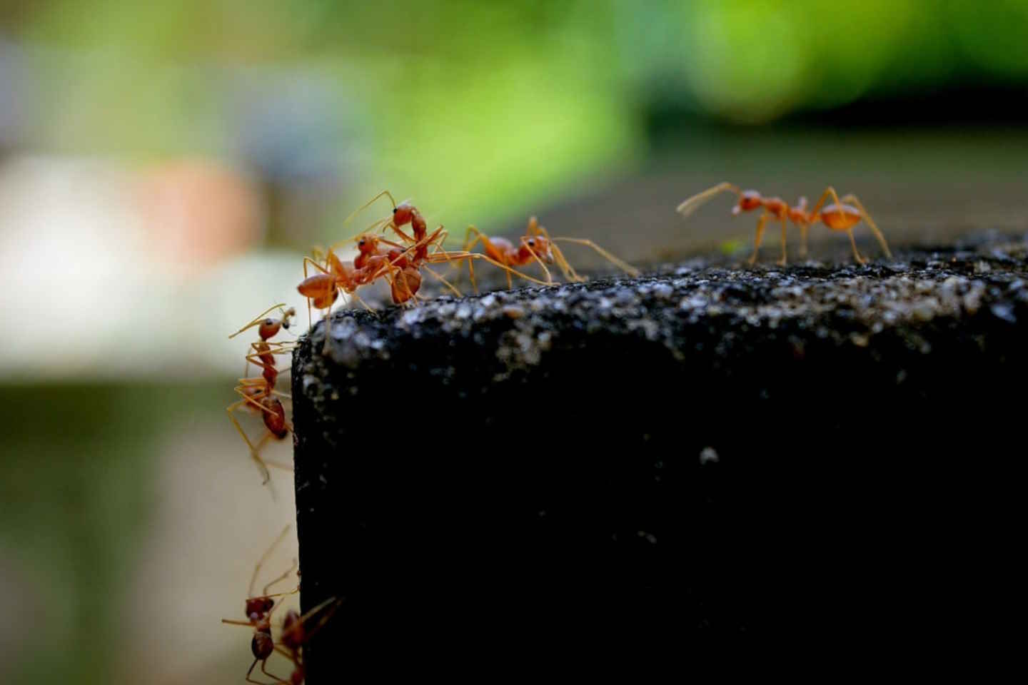 Новости мира / Интересные новости / Европе угрожает нашествие огненных муравьев
