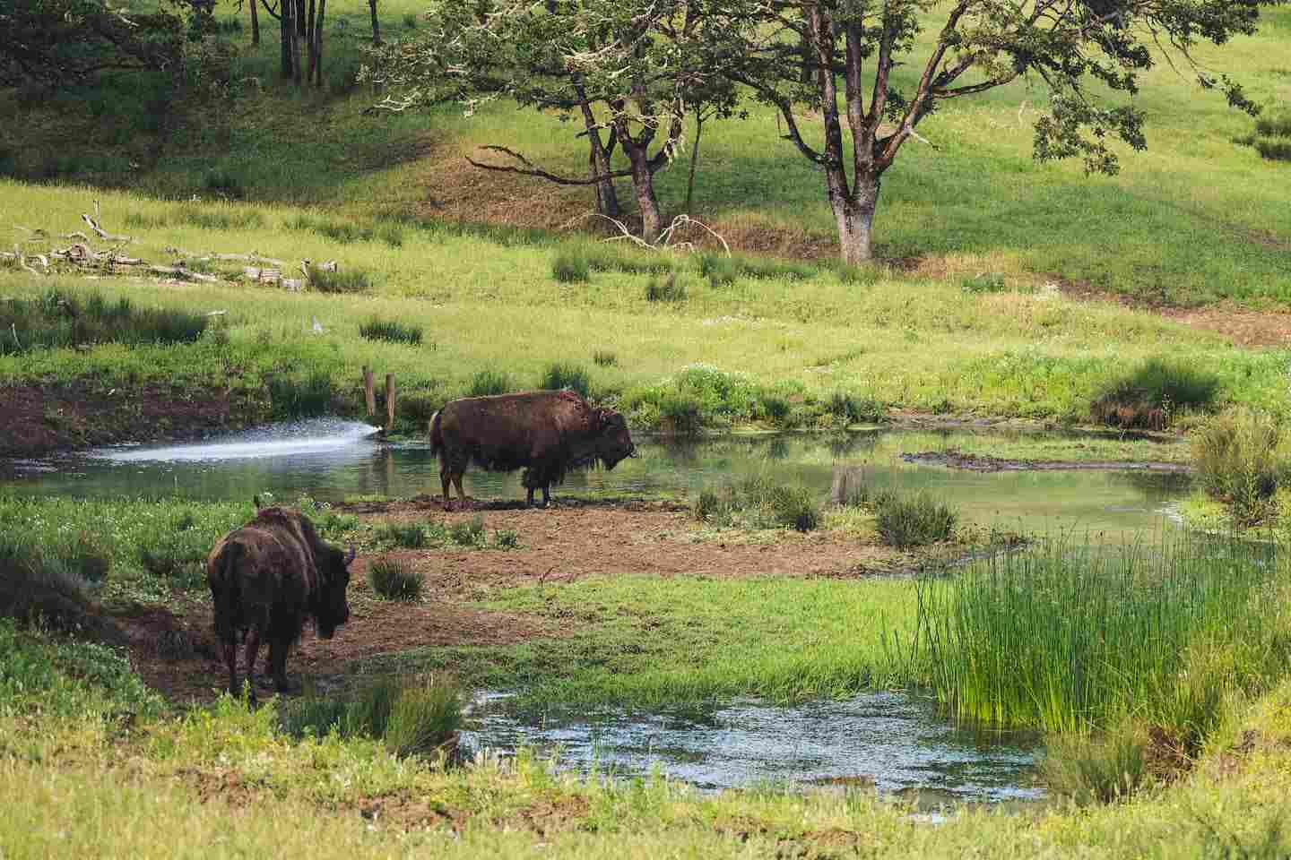 Новости мира / Интересные новости / В Беларуси открылся Музей национального символа страны