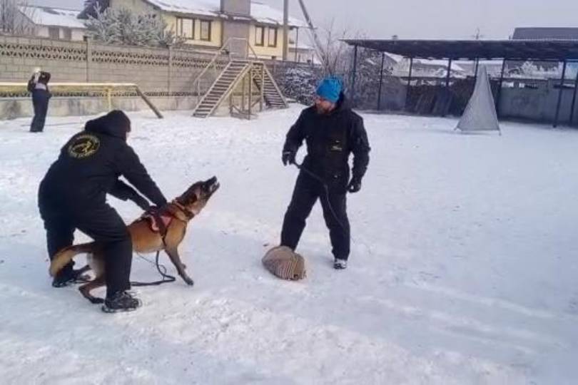 Новости Казахстана / В ВКО специалисты провели дрессировку по подготовке служебных собак