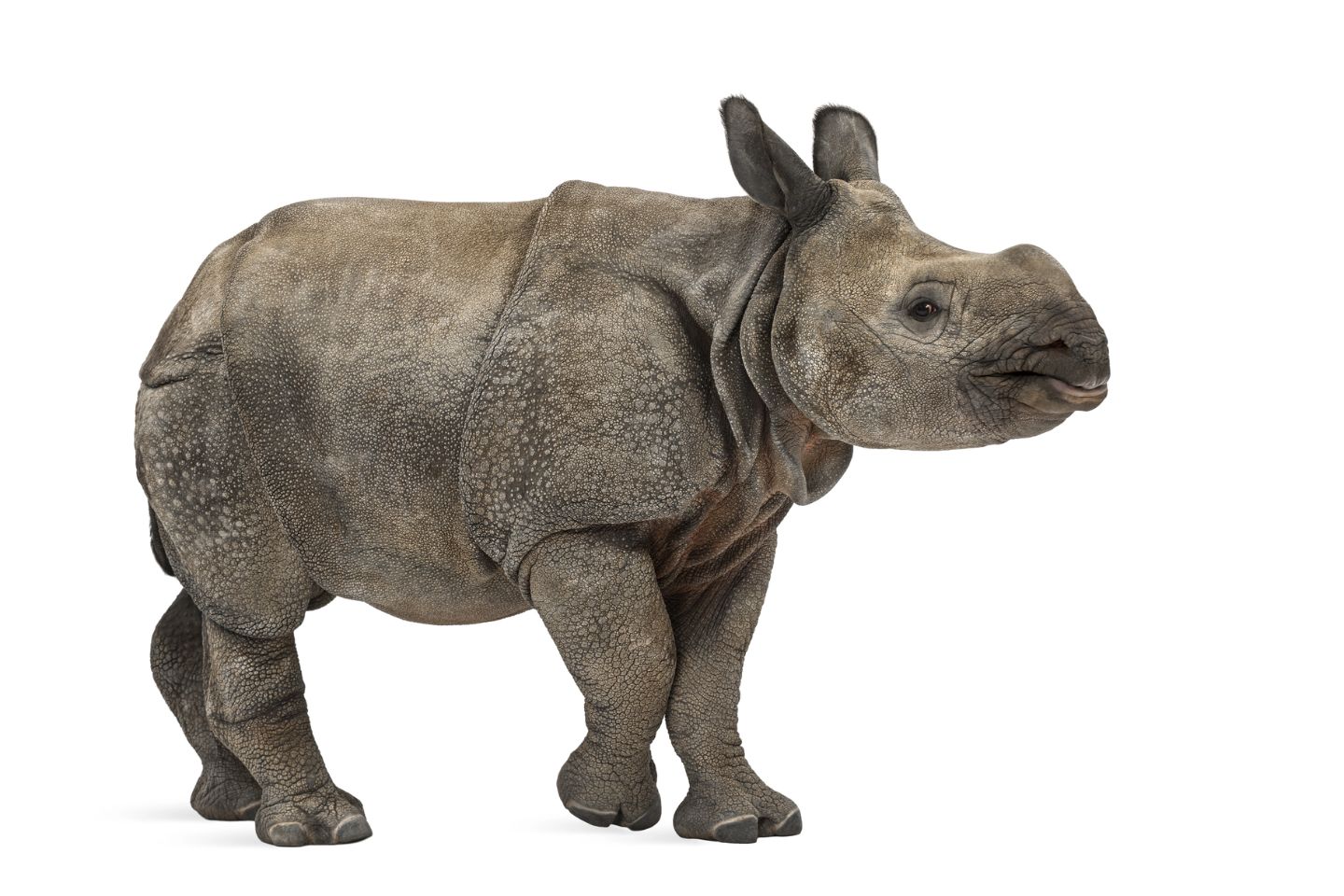 Новости мира / В Канаде обнаружены останки ранее неизвестного безрогого носорога Новости мира / В Канаде обнаружены останки ранее неизвестного безрогого носорога