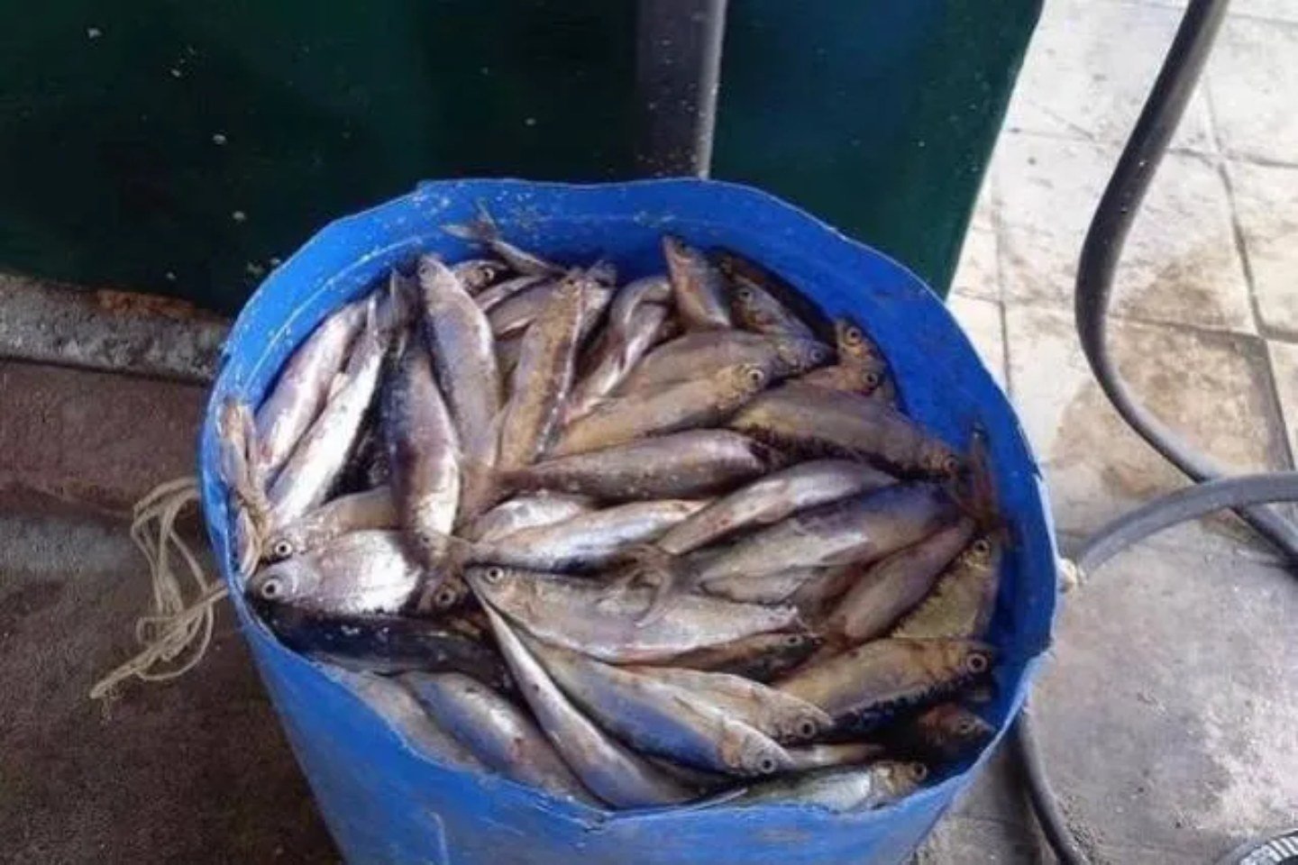 Происшествия в Казахстане и мире / Более 2,2 тонны рыбы забрали у браконьеров в Казахстане