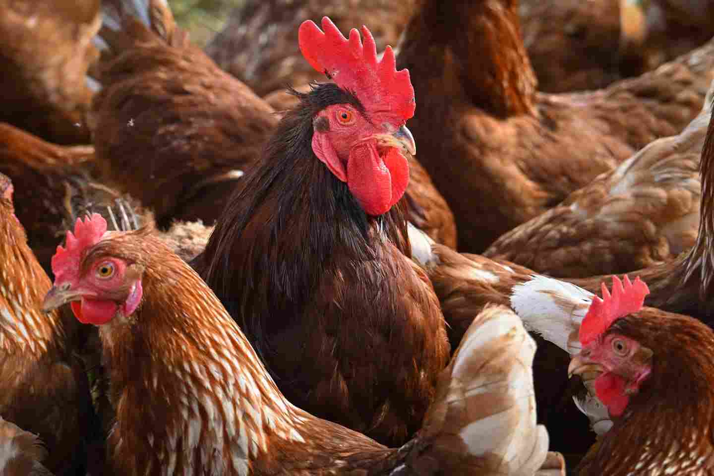 Новости Казахстана / Общество в Казахстане / На юге Казахстана началось строительство птицеводческого комплекса Новости Казахстана / Общество в Казахстане / На юге Казахстана началось строительство птицеводческого комплекса