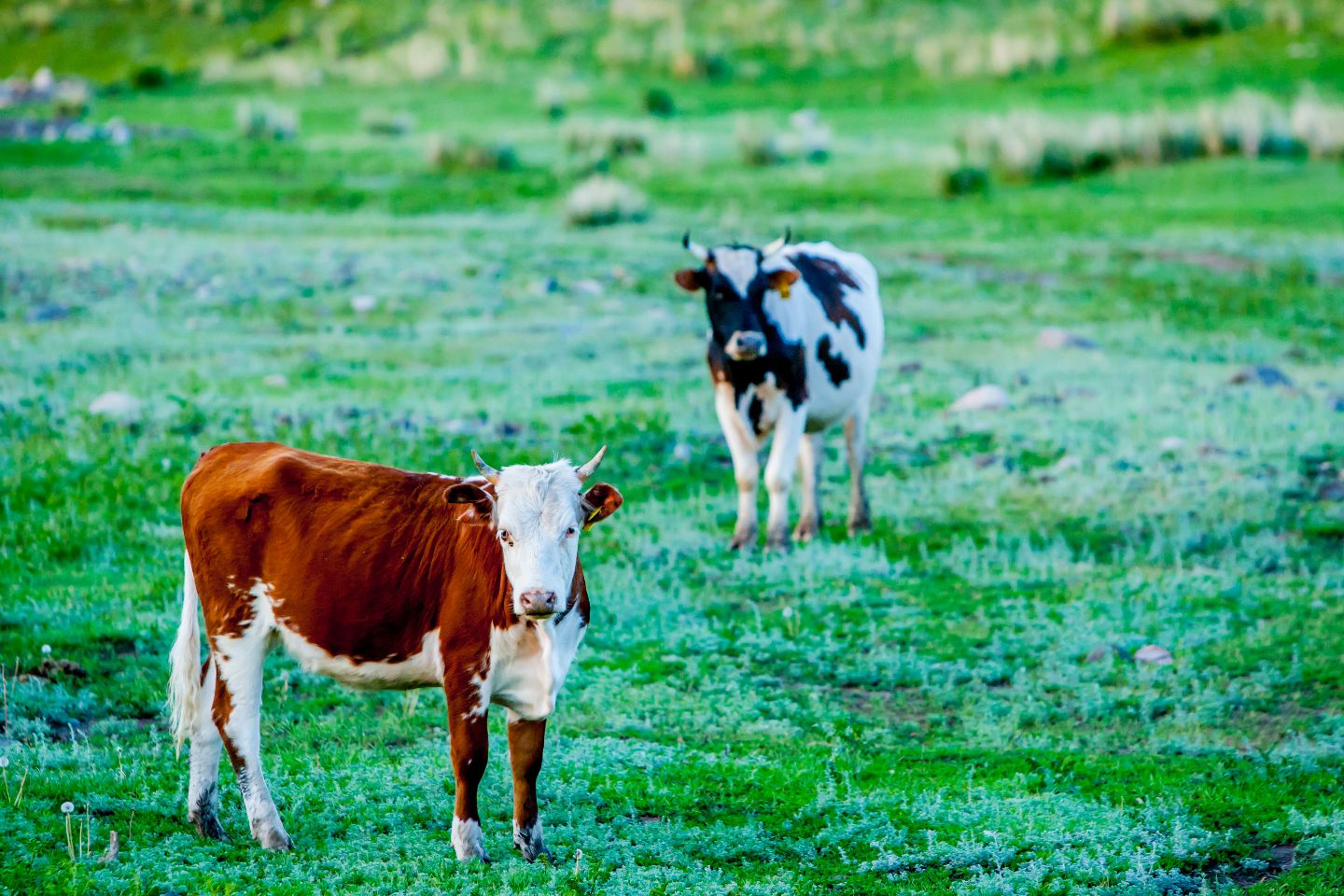 Усть-Каменогорск и ВКО / Буренки в телефоне: отслеживать свой домашний скот в ВКО поможет TortTulik