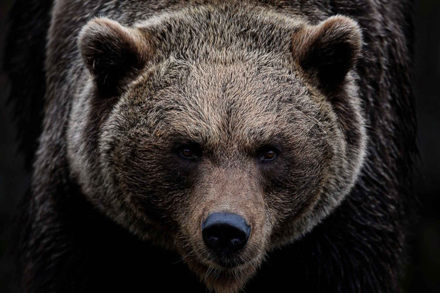 Новости мира / Интересные новости / В Японии против медведей используют механических волков
