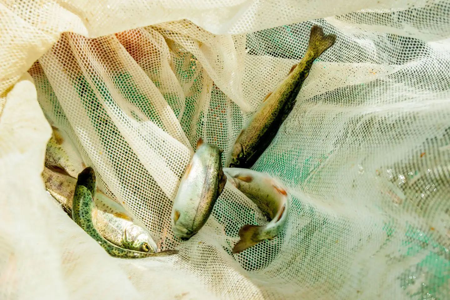 Усть-Каменогорск и ВКО / Два инвестиционных проекта по воспроизводству форели стартовали в ВКО