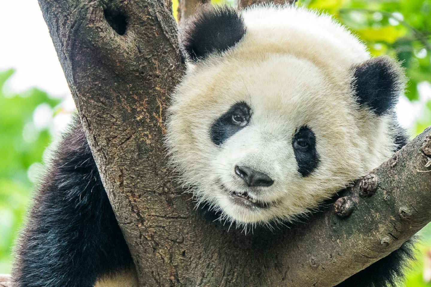 Новости мира / Интересные новости / Сингапур отправляет панду из своего зоопарка в Китай