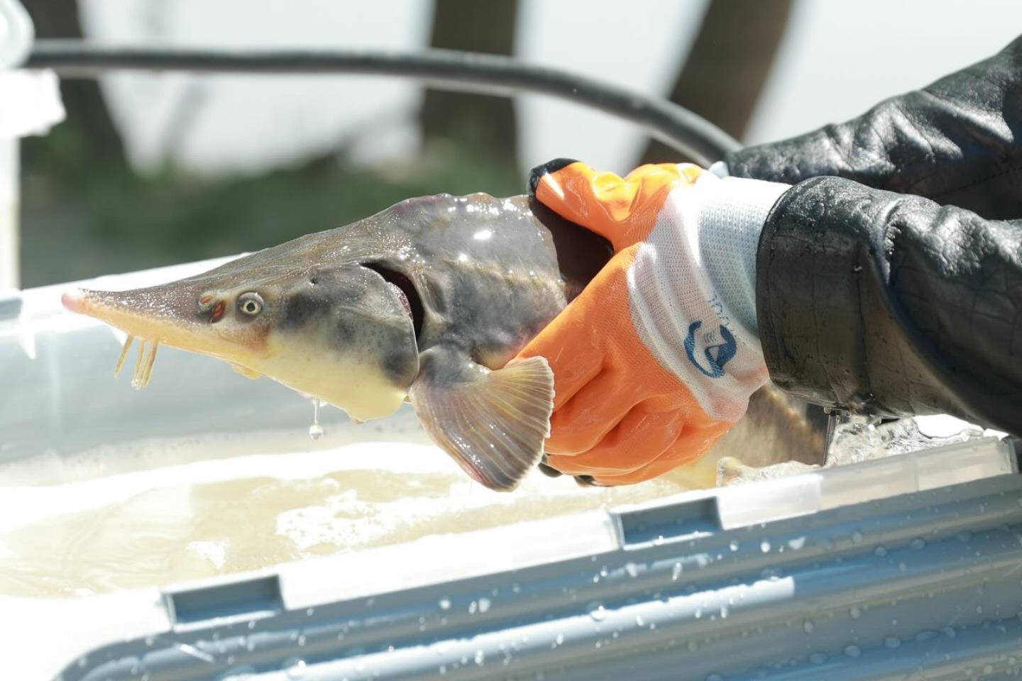 Усть-Каменогорск и ВКО / 45 тонн товарного осетра планируют ежегодно выращивать в ВКО Усть-Каменогорск и ВКО / 45 тонн товарного осетра планируют ежегодно выращивать в ВКО