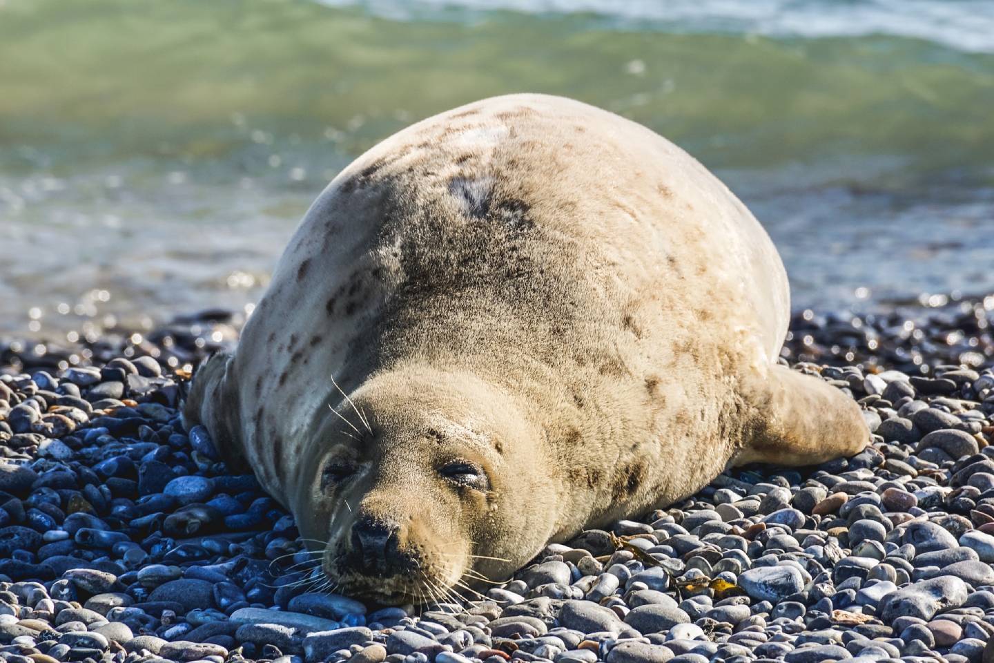 Новости мира / Интересные новости / Вирусы: почему тюлени погибали на Каспии, рассказала министр экологии РК