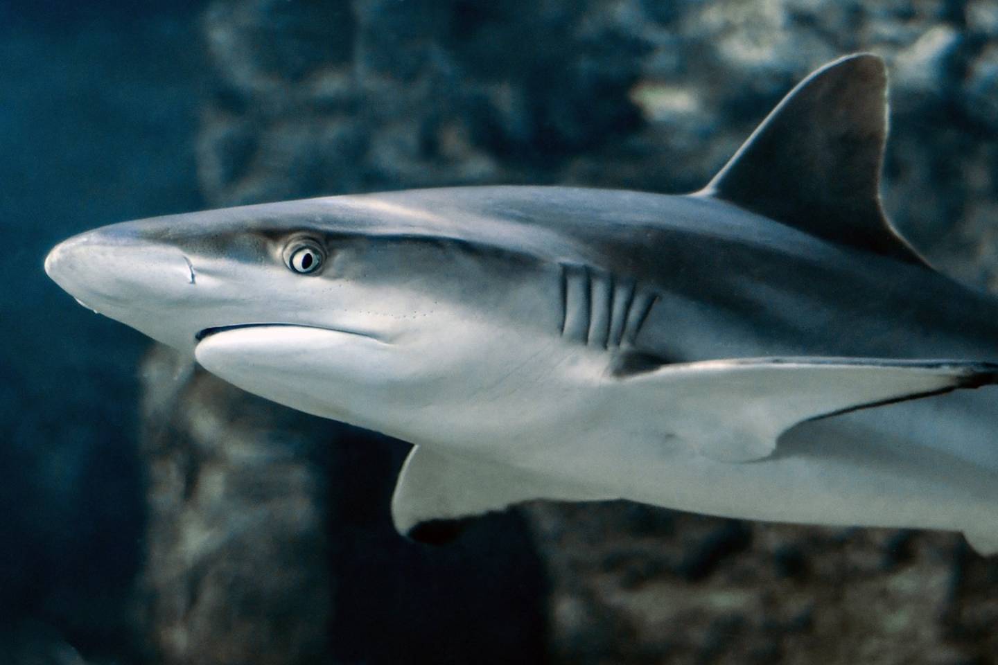 Новости мира / Интересные новости / Менее 7% отелей в Египте оборудованы защитными сетками от акул