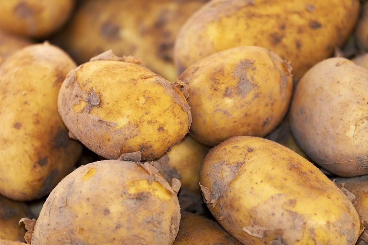 Новости Казахстана / Экономика в Казахстане / Почти 50 тысяч тонн картофеля привозят в Казахстан из-за рубежа