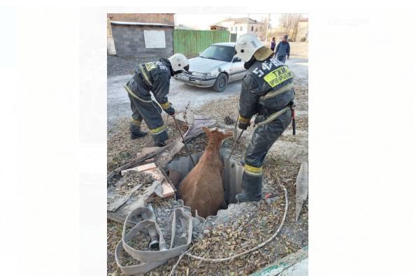 Усть-Каменогорск и ВКО / Спасатели вытащили теленка из колодца в ВКО