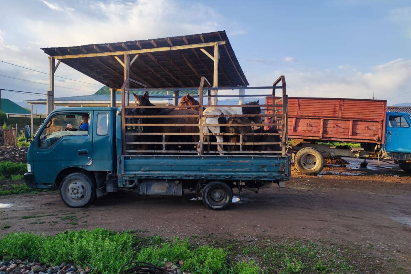 Происшествия в Казахстане и мире / Серийного скотокрада задержали в ВКО