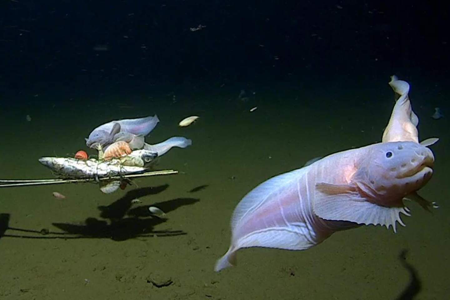 Новости мира / Интересные новости / Новый вид рыб нашли на глубине 8,3 километра в водах Тихого океана