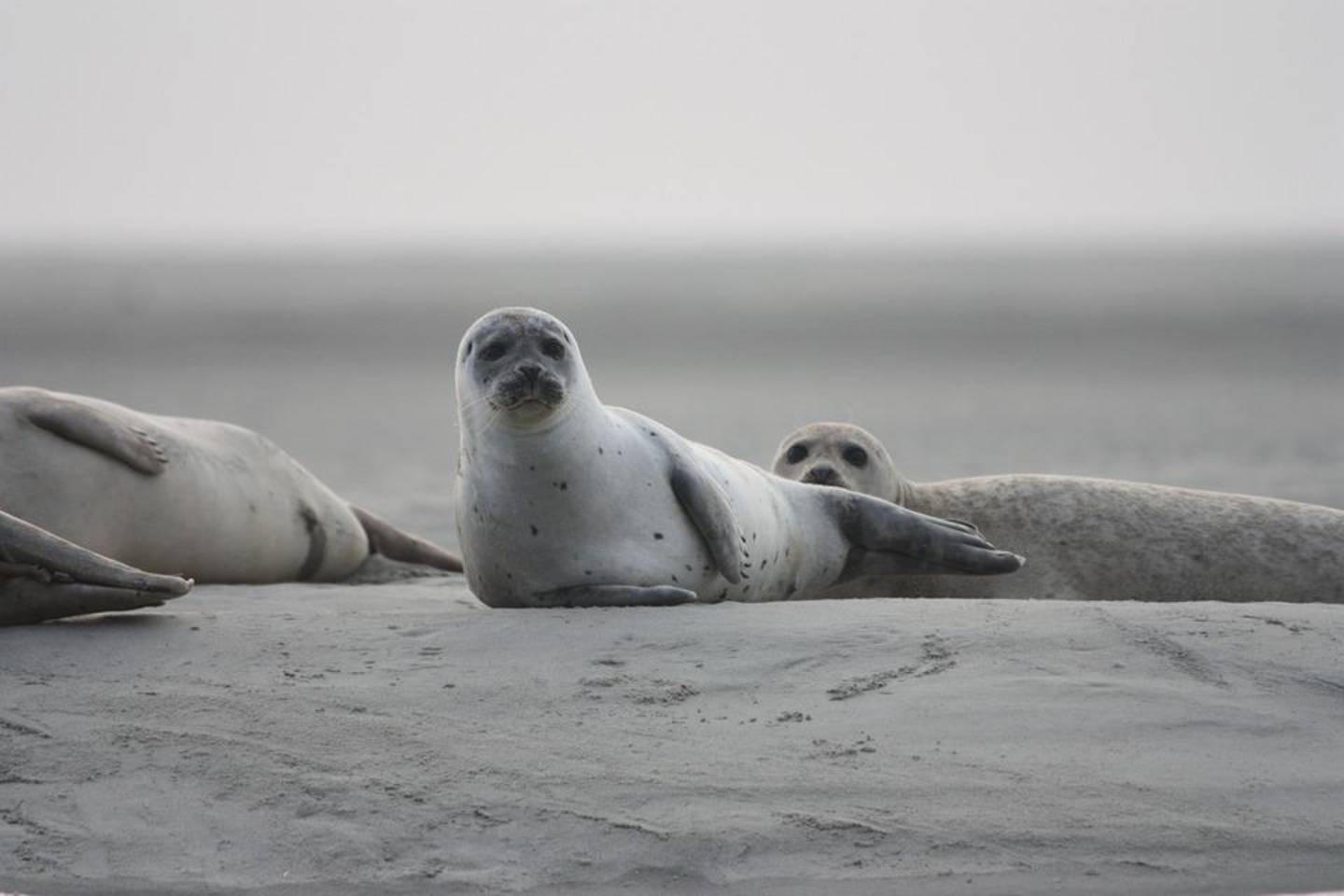 Происшествия в Казахстане и мире / На берегу Каспийского моря обнаружили десятки мертвых тюленей