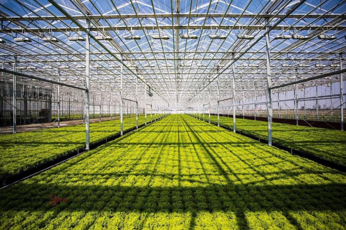 Новости Казахстана / Тепличный комплекс за 42 млрд тенге запустят в Казахстане
