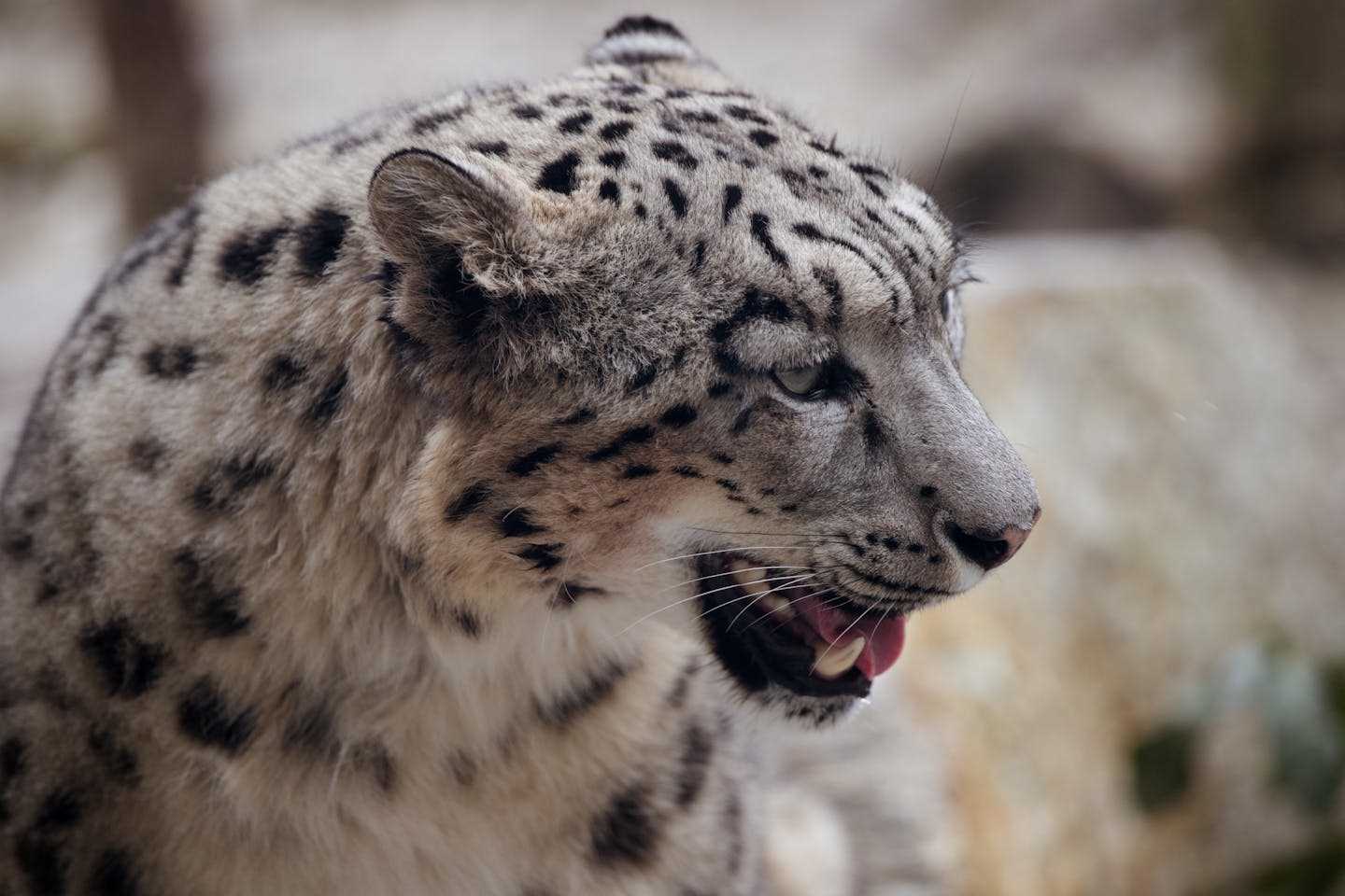 Новости Казахстана / Общество в Казахстане / Снежный барс в Казахстане получил спутниковый ошейник Новости Казахстана / Общество в Казахстане / Снежный барс в Казахстане получил спутниковый ошейник
