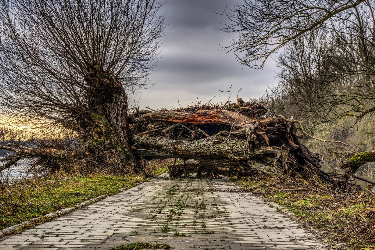 Усть-Каменогорск и ВКО / Старое дерево упало на автомобиль в Усть-Каменогорске
