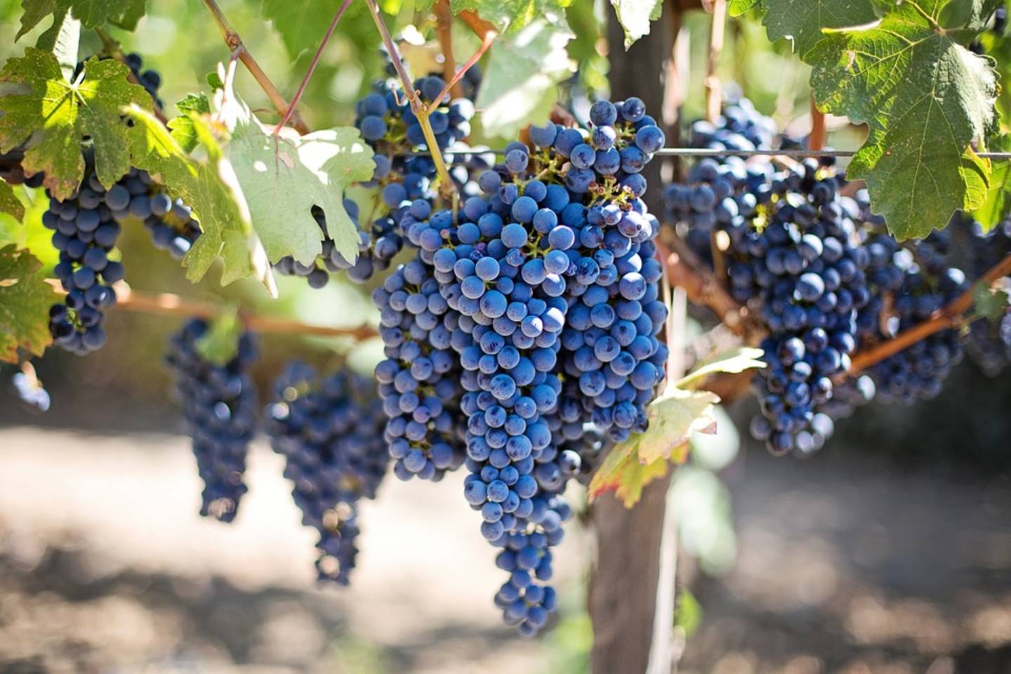 Новости мира / Интересные новости / Чем полезен виноград, рассказали ученые