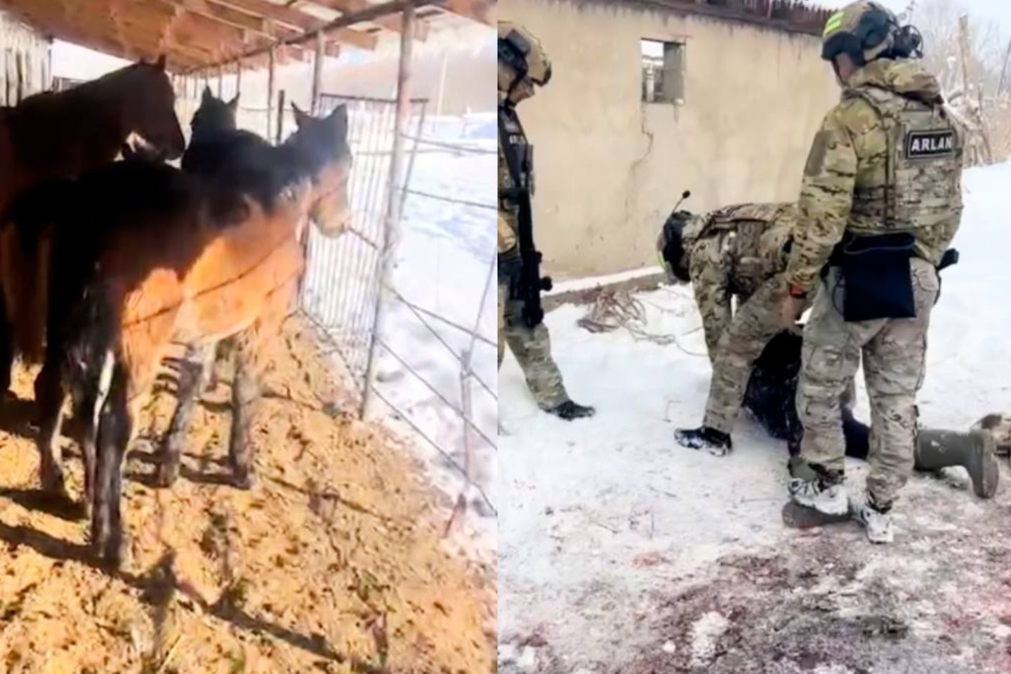 Новости Казахстана / Три жителя области Жетысу арестованы за кражу и забой лошадей Новости Казахстана / Три жителя области Жетысу арестованы за кражу и забой лошадей