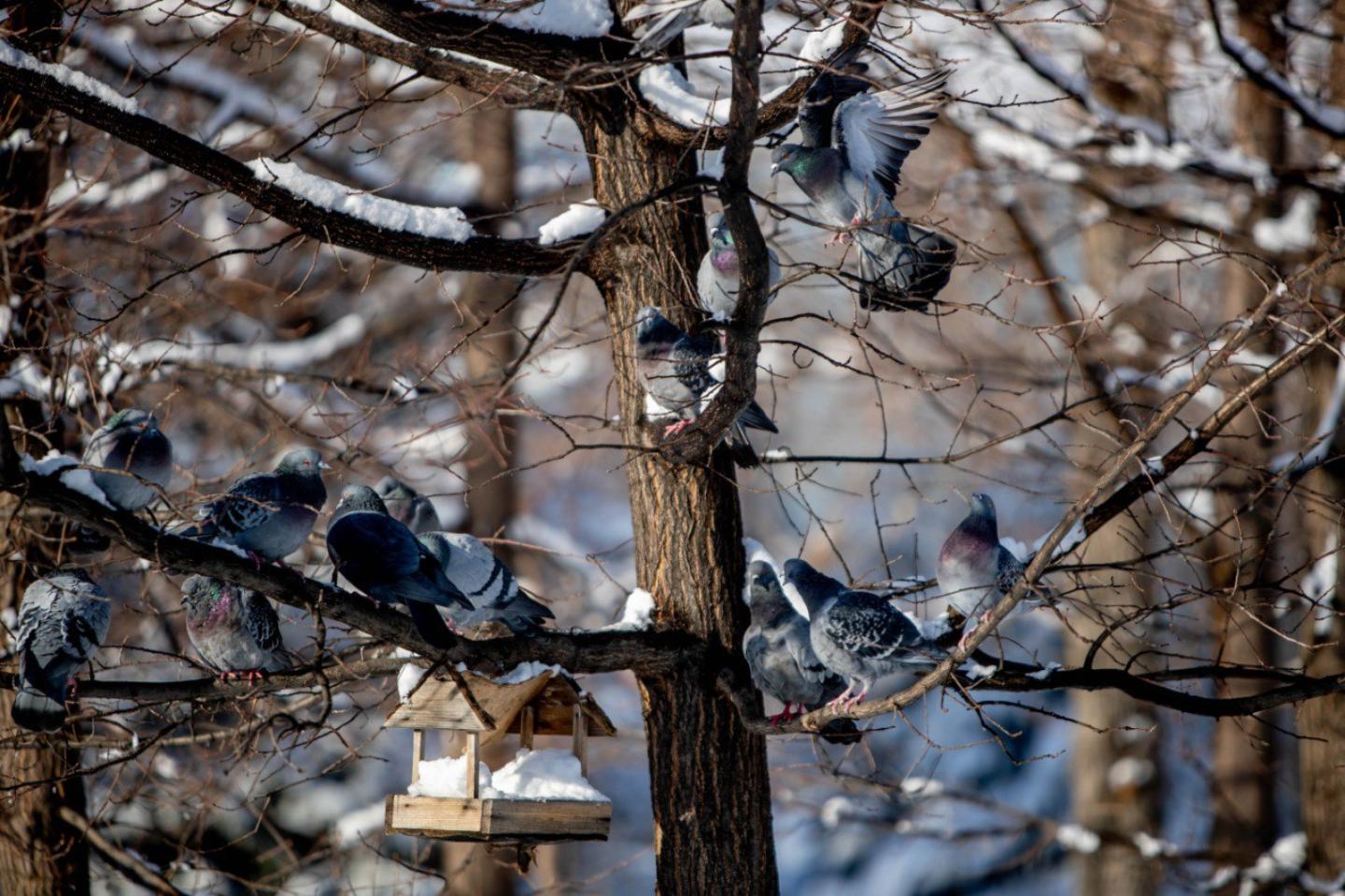 Усть-Каменогорск и ВКО / ШҚО-да ертең қар жауады