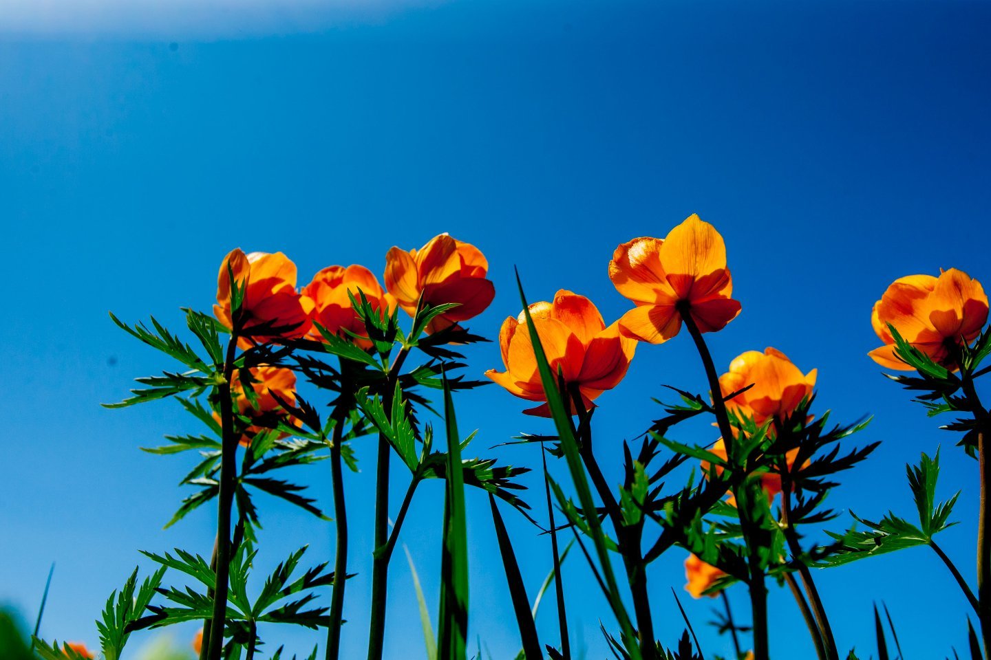 Усть-Каменогорск и ВКО / Любимые цветы троллей — ярко оранжевые жарки - зацвели в Восточном Казахстане
