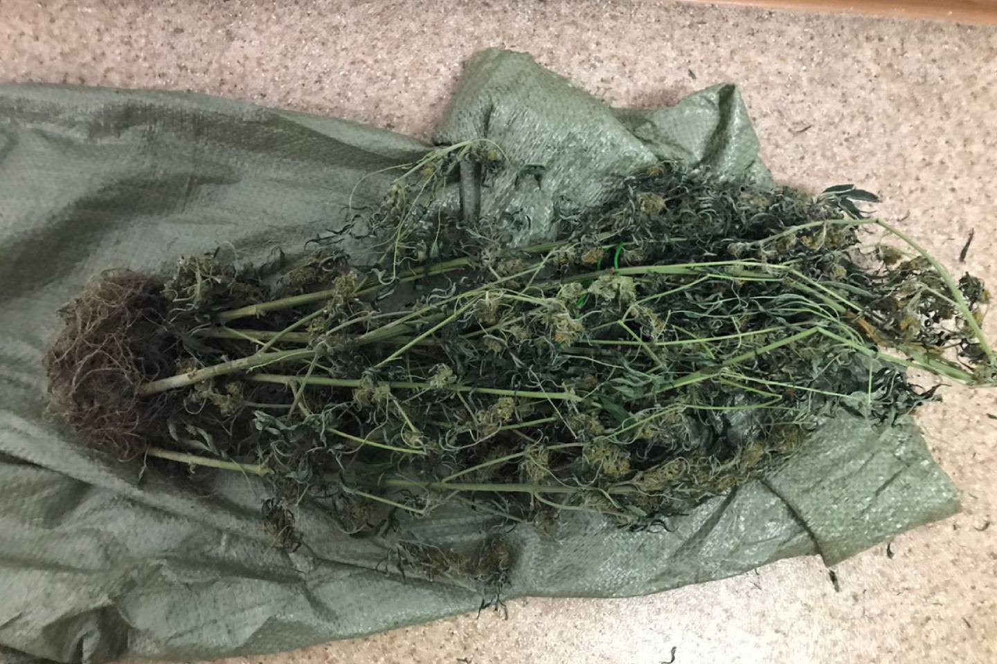 Происшествия в Казахстане и мире / Криминальные новости / Мужчина выращивал марихуану в собственном подвале в ВКО