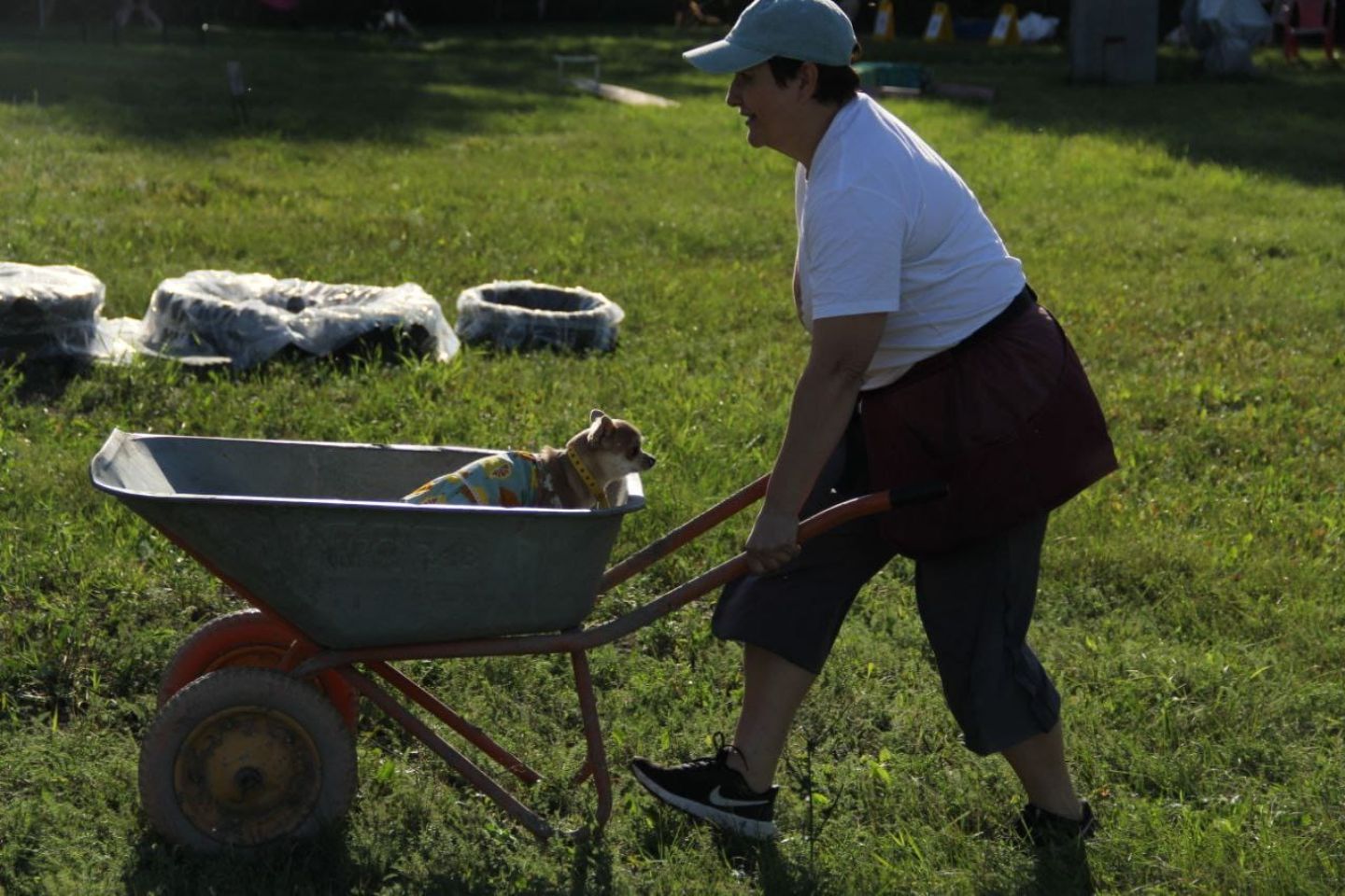 Усть-Каменогорск и ВКО / Dog show: в Усть-Каменогорске прошли состязания от ArmataDog и "Империи Собак"