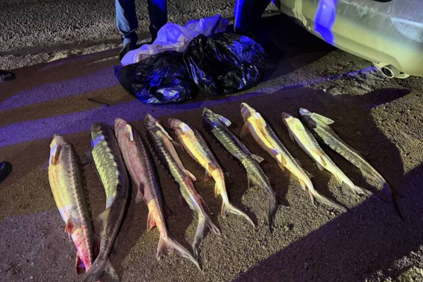 Новости Казахстана / В Актау задержали мужчину за незаконную перевозку рыбы Новости Казахстана / В Актау задержали мужчину за незаконную перевозку рыбы