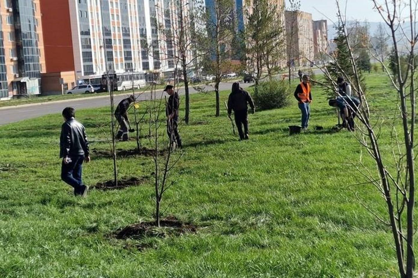 Усть-Каменогорск и ВКО / Усть-Каменогорск / Засохшие саженцы на проспекте Аль-Фараби в Усть-Каменогорске восстановят Усть-Каменогорск и ВКО / Усть-Каменогорск / Засохшие саженцы на проспекте Аль-Фараби в Усть-Каменогорске восстановят