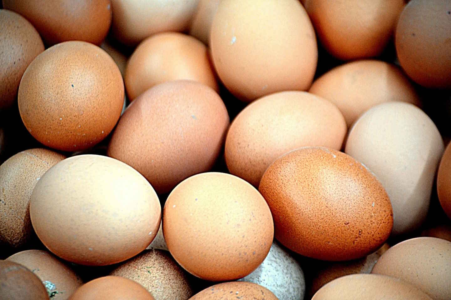 Новости Казахстана / Экономика в Казахстане / В Казахстане планируют увеличить производство яиц