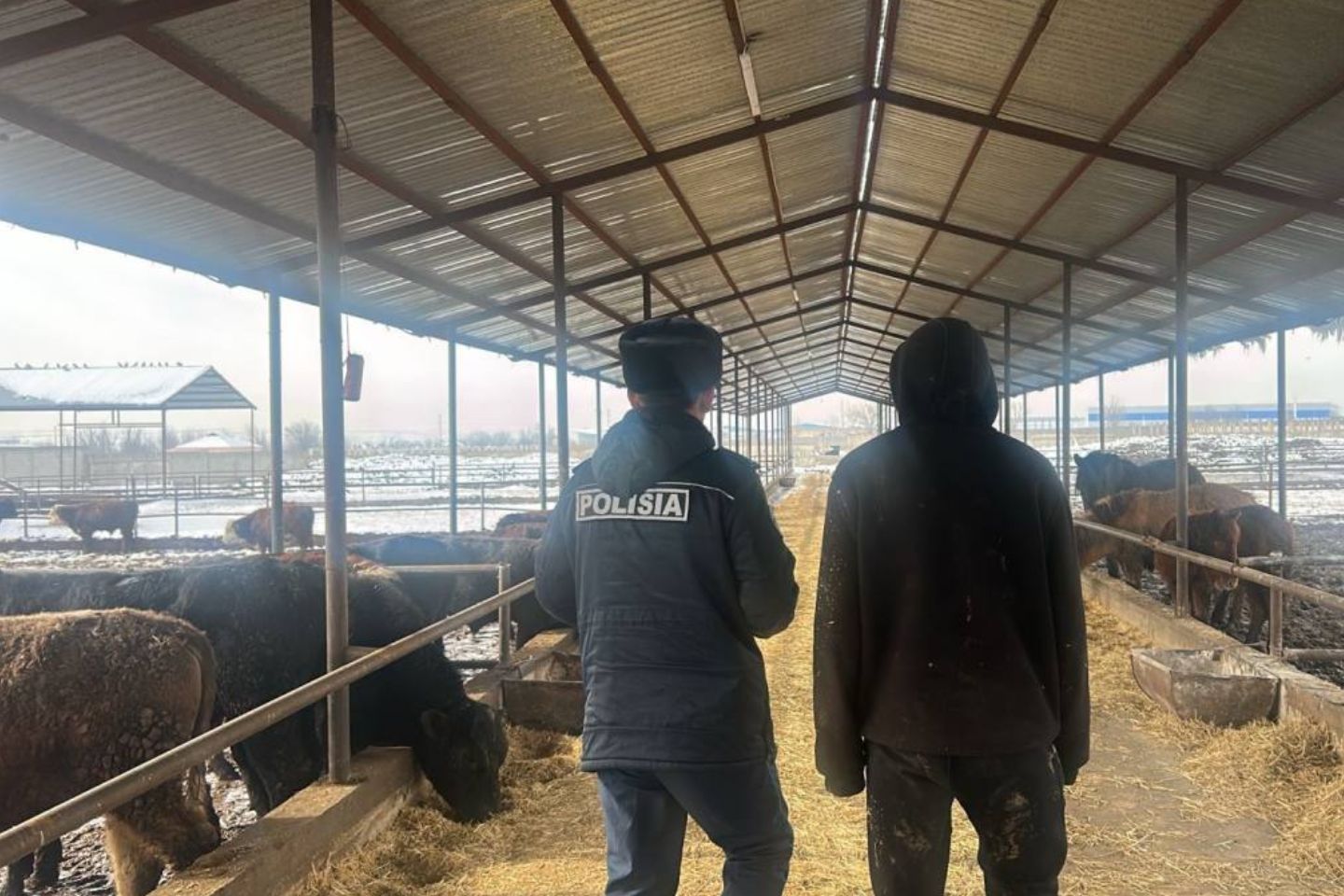 Новости Казахстана / Отключали свет и камеры: раскрыта кража скота на 25 млн тенге в Шымкенте