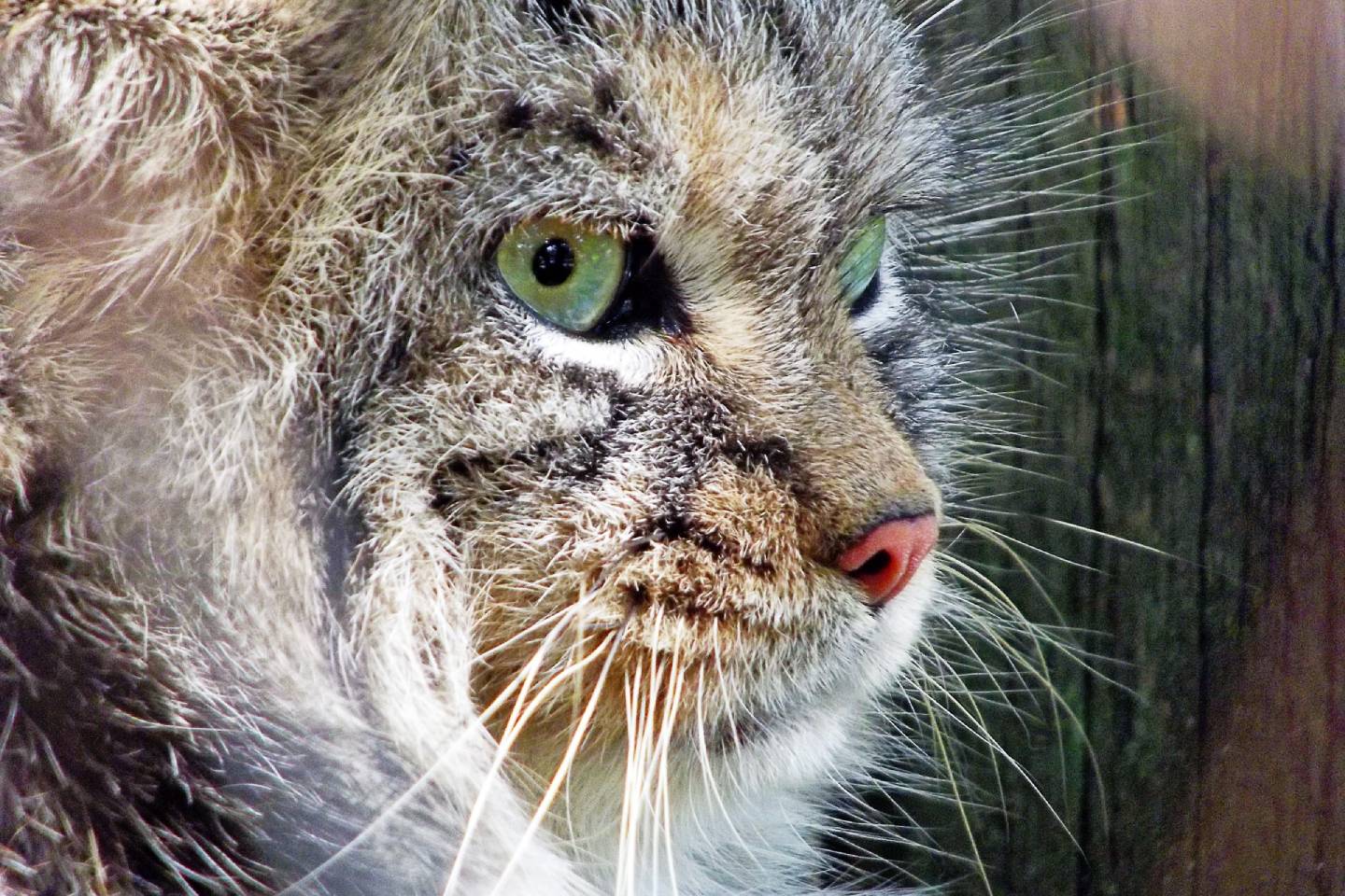 Новости мира / Интересные новости / Какие животные семейства кошачьих находятся под угрозой исчезновения в РК