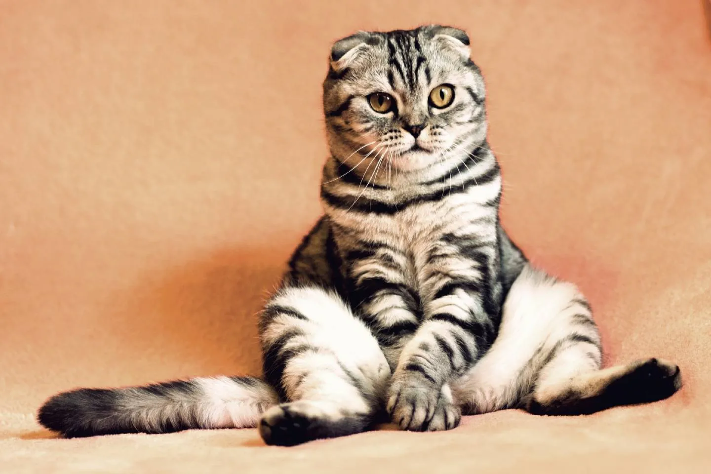 Новости мира / Интересные новости / В России создали вакцину от аллергии на кошек