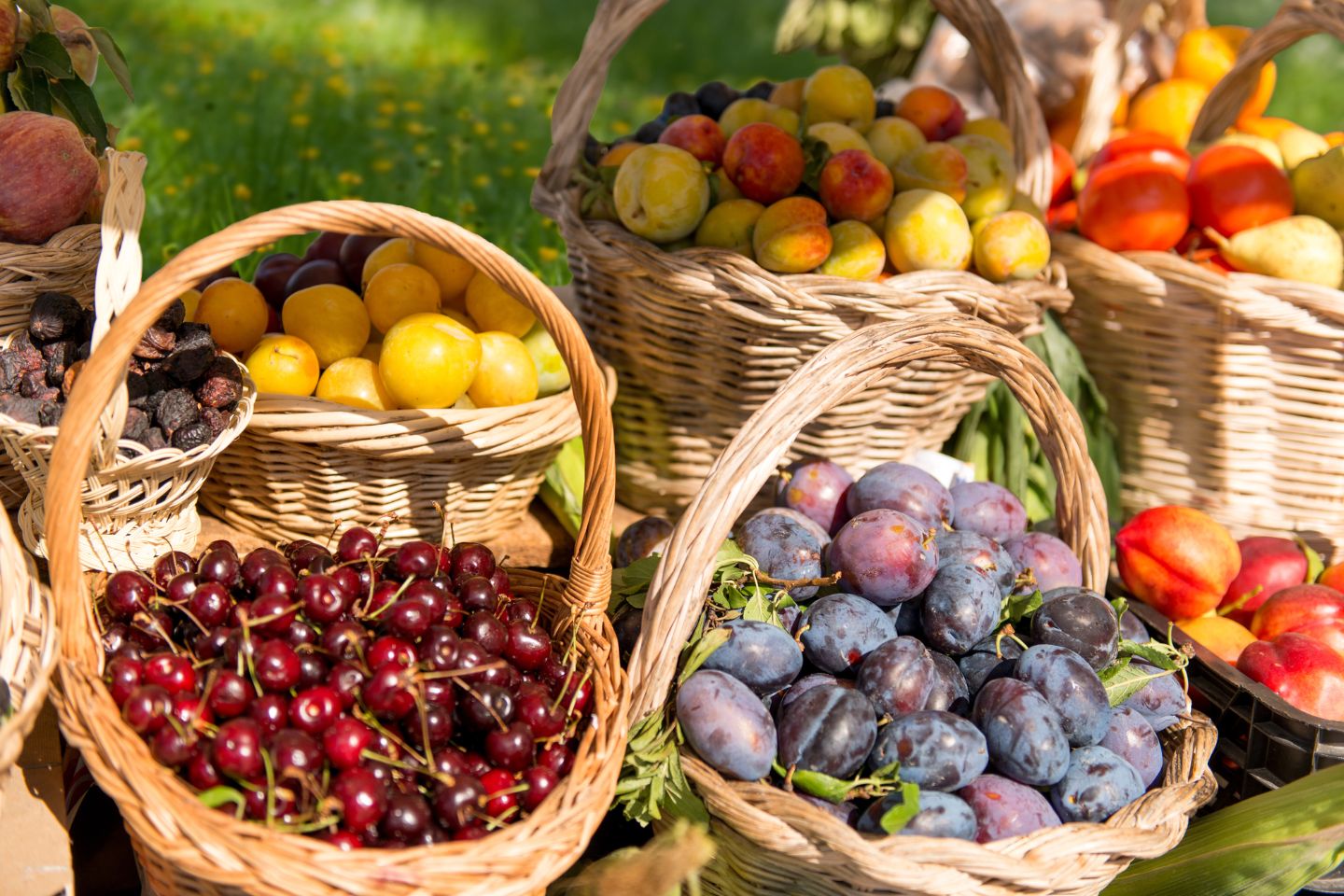 Новости Казахстана / Казахстан и Россия заложили сад новых плодовых культур мирового уровня