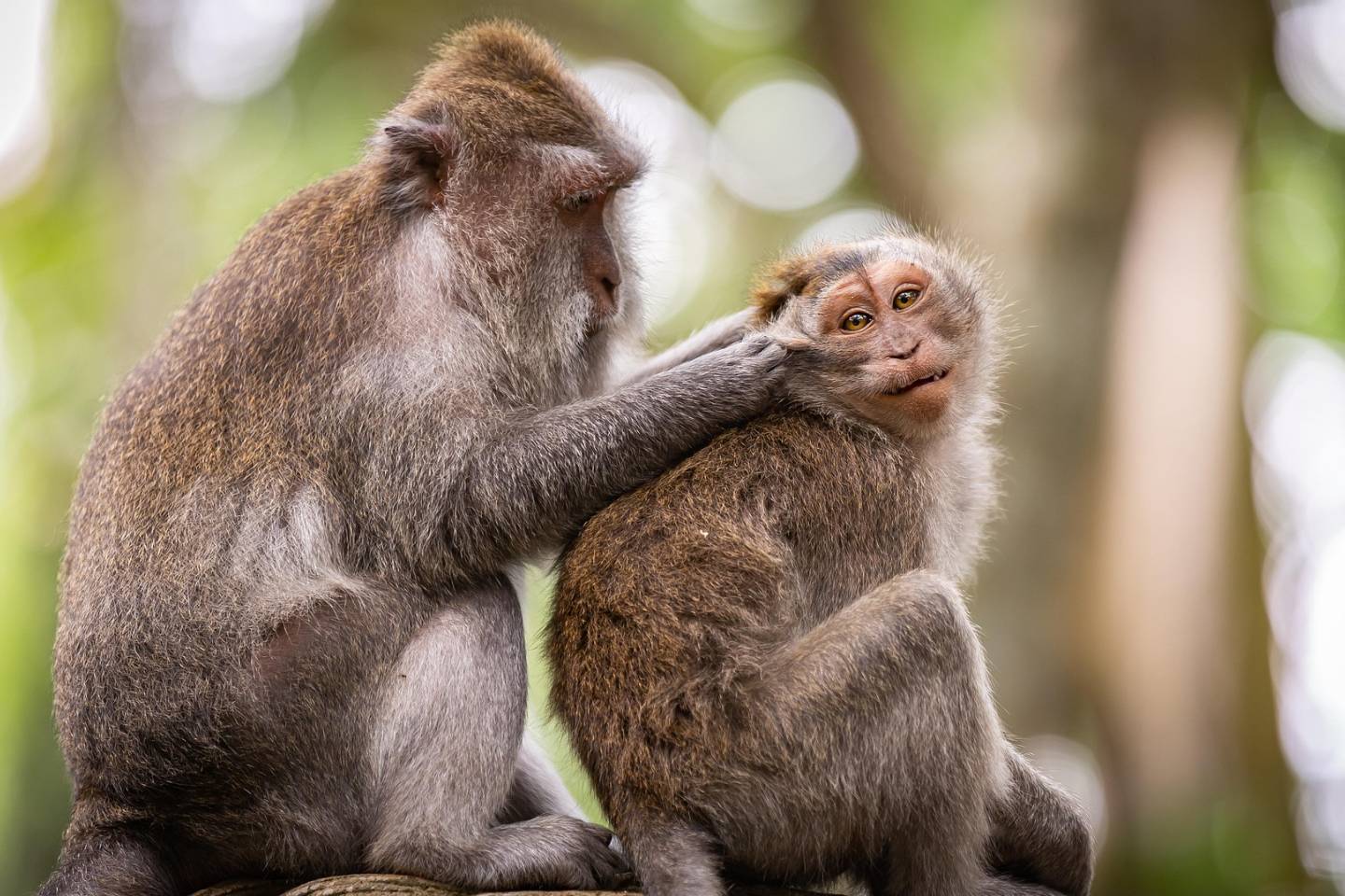 Новости мира / Интересные новости / Банда общительных приматов орудует в Сент-Луисе Новости мира / Интересные новости / Банда общительных приматов орудует в Сент-Луисе